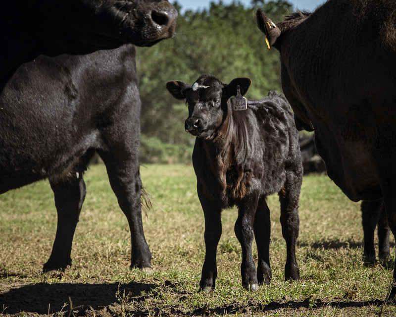 Cow Calf