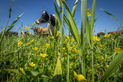 dairy pasture flickr