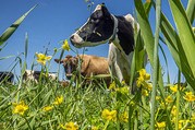 dairy pasture flickr