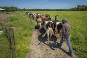 dairy pasture usdaflickr