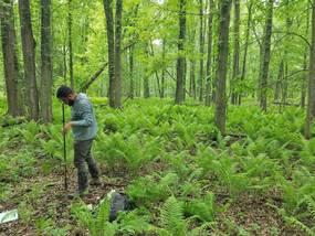 Soil scientist digging at site dominated by ostrich ferns.