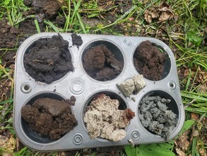 Representation of soil samples collected at Edwards taxadjunct site.