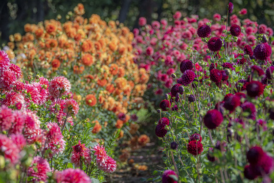 Flowers - USDA Flickr