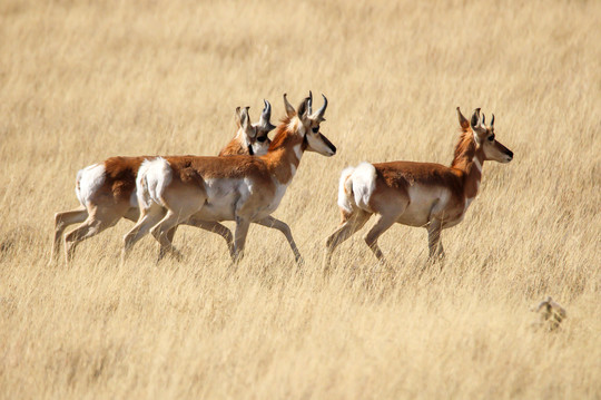 USDA Commits to Big Game Conservation Partnership with the State of Wyoming
