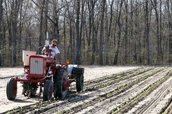 Planting 