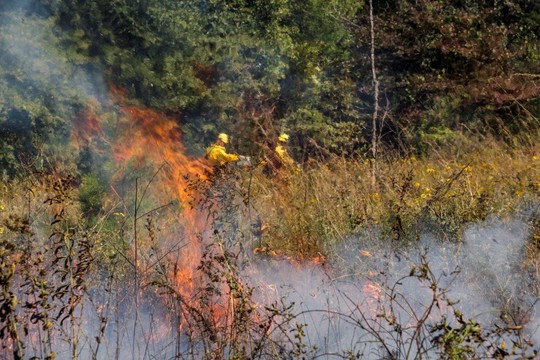 photo of firemen fighting a brush fire
