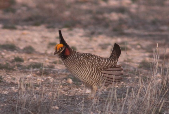 A picture containing grass, outdoor, grouse, bird Description automatically generated