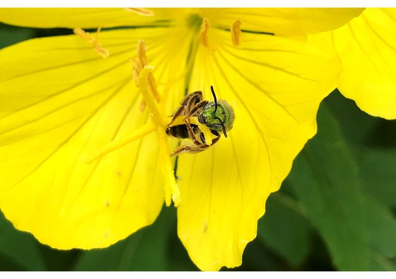 A sweat bee pollinating a primrose flower