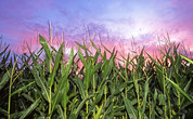 Corn sunset