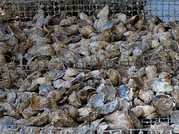 Oysters
