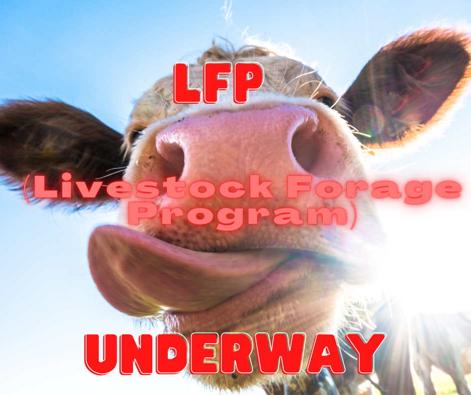 lfp cow