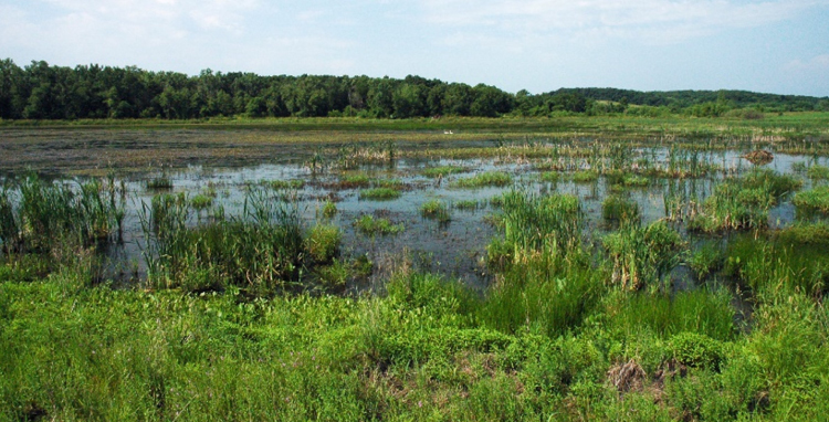 Photo of Wetland Reserve Enhancement