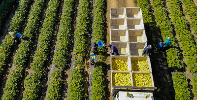 farm workers