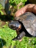 bog turtle closeup by Zach Lenzi, intern
