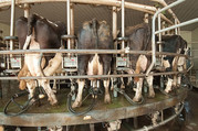 Milking cows