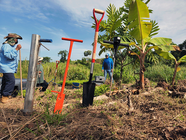 Francisco, Darisag y Edrick plantan plántulas de Arachis en Hacienda Gosen en Moca, PR.