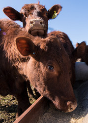 cows eating in trough