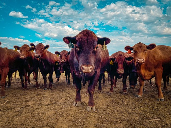September USDA Newsletter