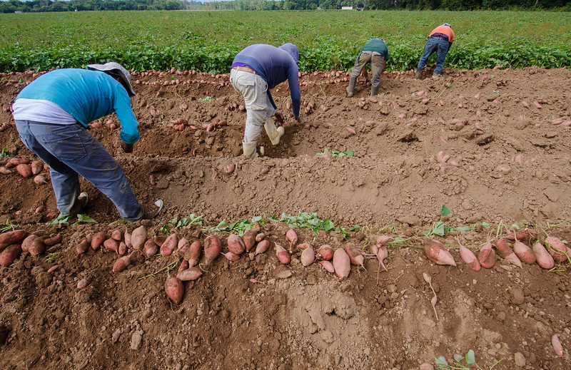 farm workers picking potatoes