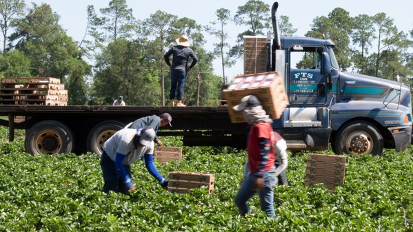 Farm worker picking strawberries