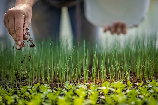 Person planting seeds on field