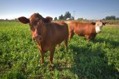 two cows