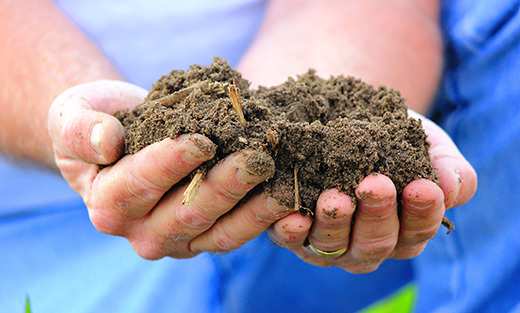 Healthy soil in hands