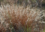 Shore little bluestem grass displaying its distinctive fluffy, silvery white seedheads