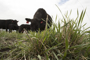 Angus Grazing Cover Crop