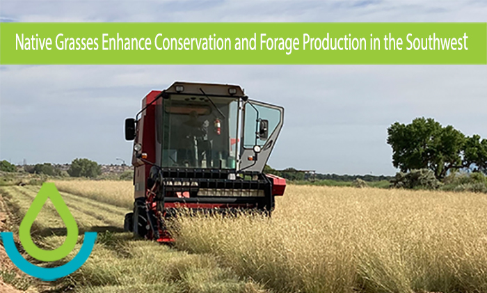 Harvesting 'Alma' blue grama seeds using a combine at Los Lunas Plant Materials Center, New Mexico. 