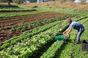 A farmer gathering vegetables using a tool.