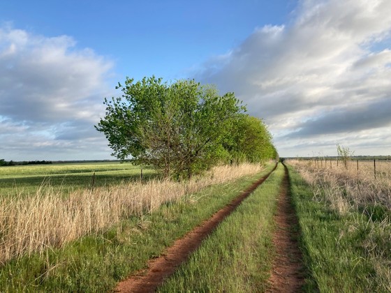 Morning Walk by Raina Pelofsky