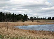 Wetland