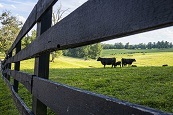 Cows_Resized