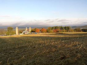 Cover crops grow on a crisp fall day at an upland New Hampshire farm.