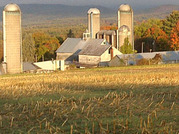 Cover crops grow on a crisp fall day at an upland New Hampshire farm.