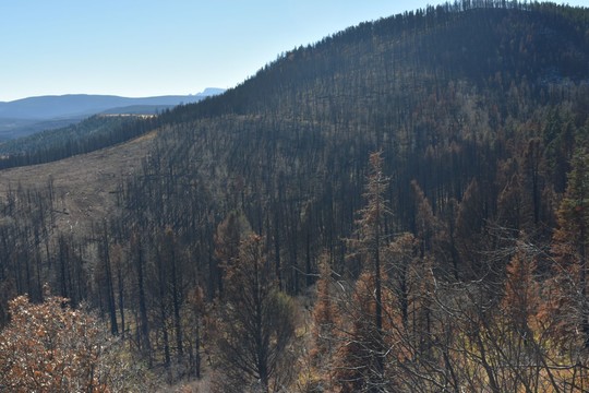 Mountainside burned by wildfire
