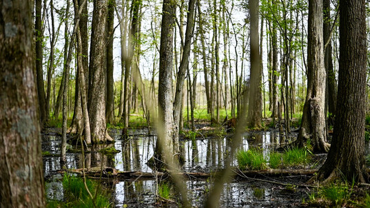 Wetland