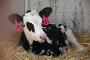 flickr Holstein calf