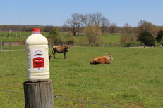 Milk