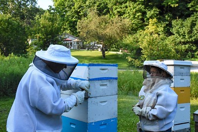 Bee Hives