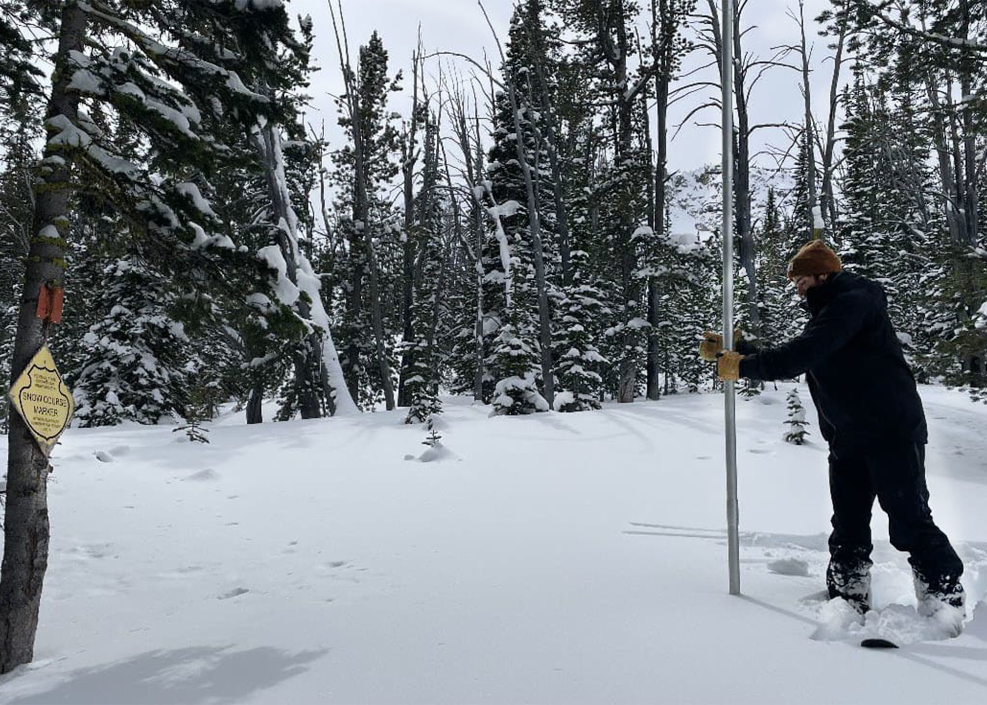 Man in forest measuring snow with pole