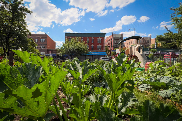 Urban Agriculture and Innovative Production News