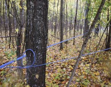 Maples trees connected to plastic lines for collecting sap.