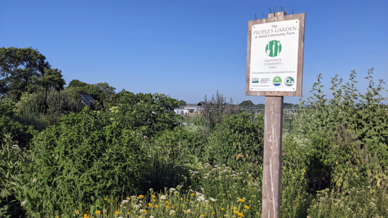 Peoples Garden at Island Community Farm - Aquidneck Community Table. Courtesy of M Kane.