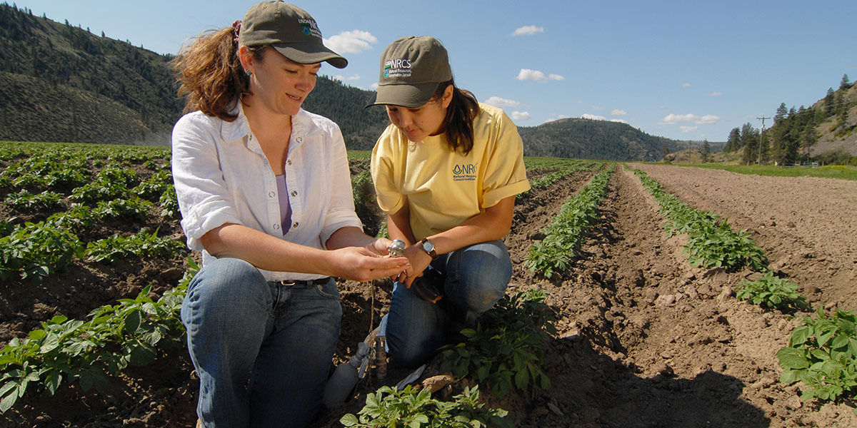 two NRCS employees in a field looking at crops