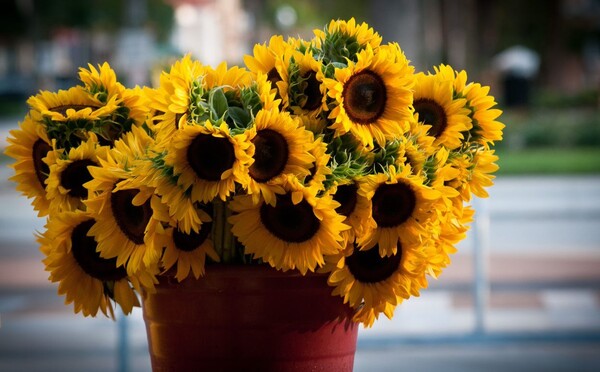 photo of sunflowers in a pot