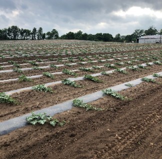 watermelon plants