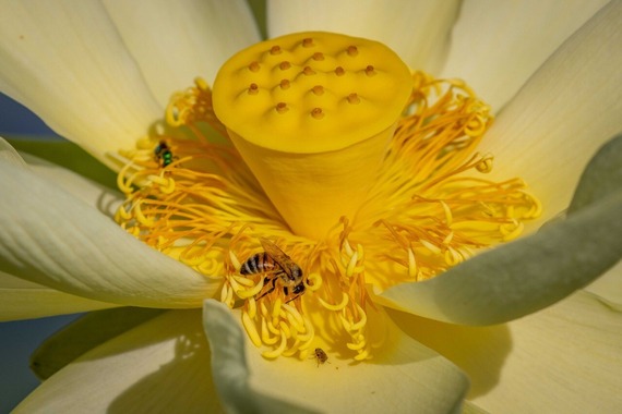 Bee pollinates yellow American Lotus Flower. Photo by Bobby Holland, Hendry County SWCD, Florida.