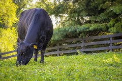 Grazing Cow